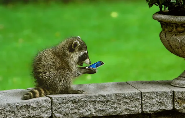 Picture surprise, raccoon, phone, cub, curiosity, smartphone