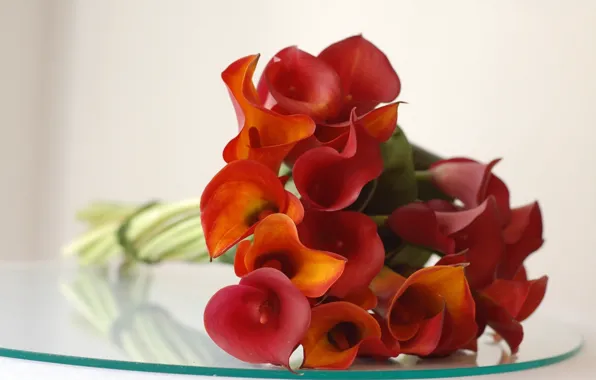 Picture glass, red, reflection, bouquet, petal, Calla lilies