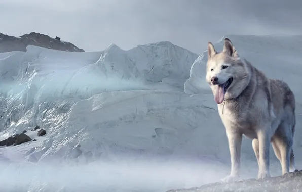 Picture look, face, snow, Dog, glacier, Husky
