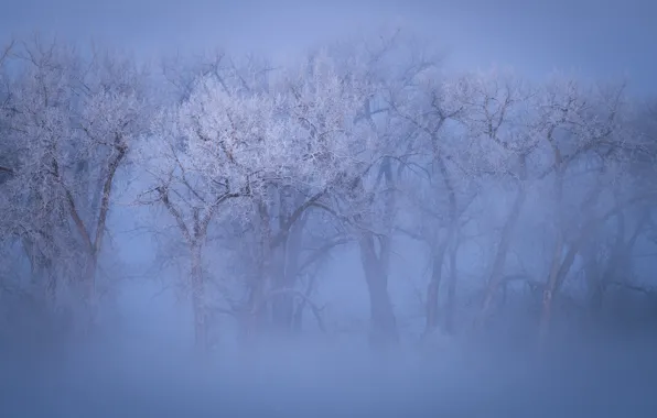 Winter, frost, forest, snow