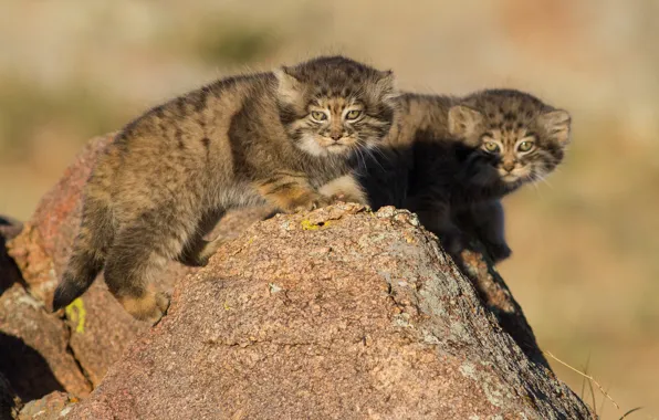 Picture stone, kittens, Manul, a couple, cubs