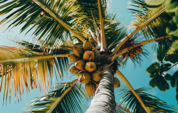 The sky, leaves, clouds, light, branches, tropics, Palma, blue