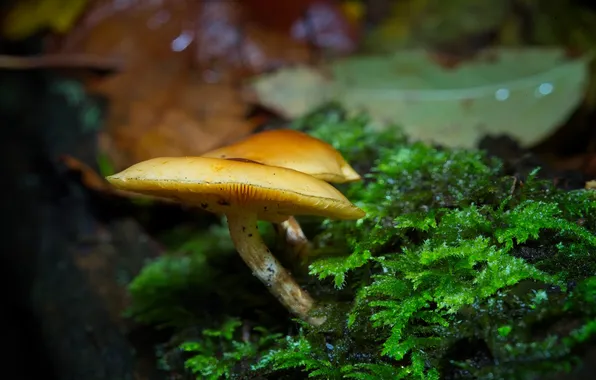 Autumn, mushrooms, moss