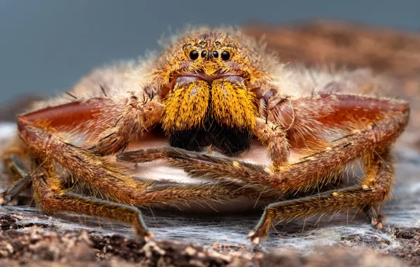 Picture eyes, macro, portrait, legs, spider, hairy, large