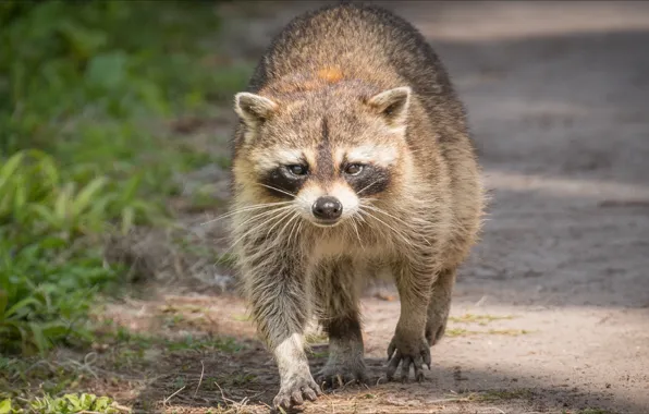 Raccoon, rodent, raccoon, Rodents, step by step, slowly