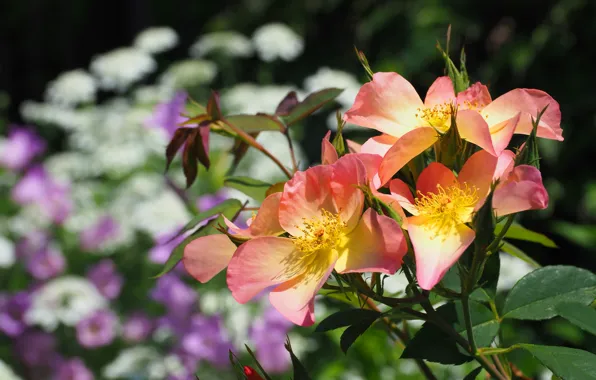 Flowers, orange, background, roses, garden, briar, pink, the bushes