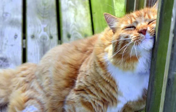 The fence, Cat, Red, Fun