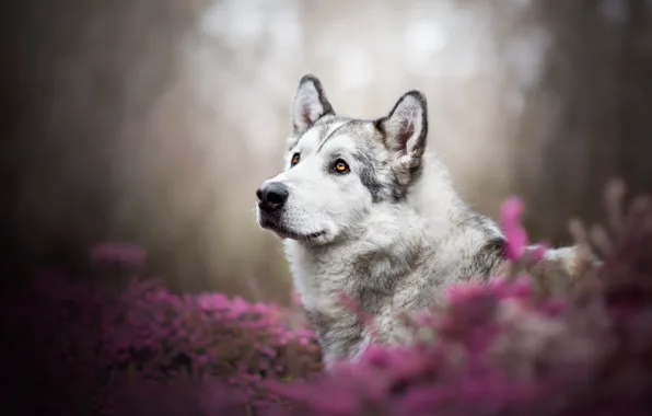 Look, face, flowers, nature, portrait, dog, pink, husky