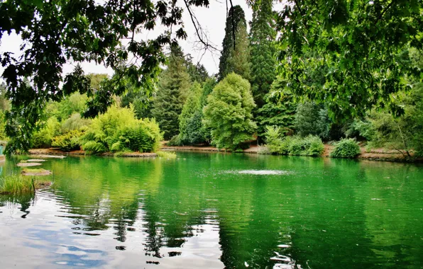 Greens, trees, branches, lake, USA, Oregon, Portland, Laurelhurst Park