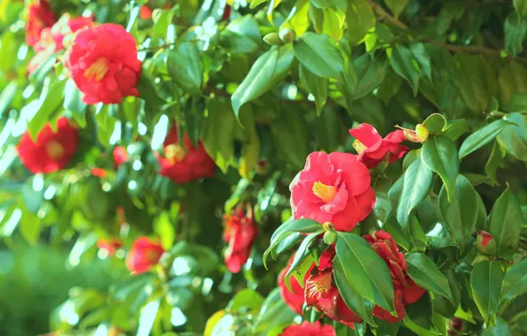 Greens, leaves, light, flowers, branches, foliage, bright, Bush