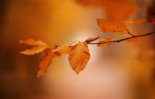 Autumn, leaves, branches, bokeh
