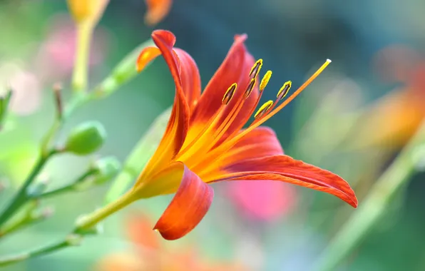 Picture flower, Lily, orange