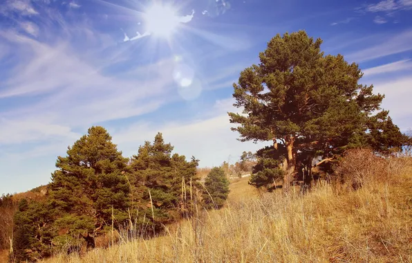 Summer, trees, landscape