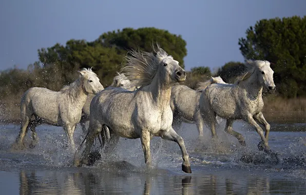 Picture nature, river, horses