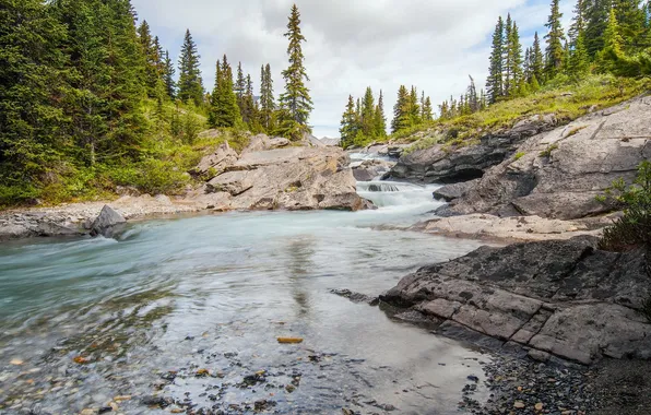 Picture forest, stream, Canada, Albert, Banff National Park, river, Alberta, Canada