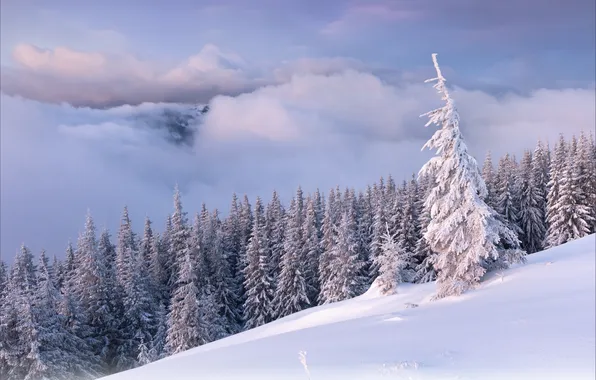 Picture winter, forest, clouds, mountains
