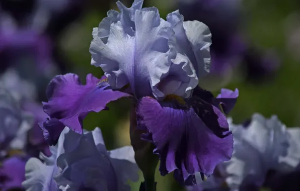 Purple, macro, lilac, petals, Iris, Iris