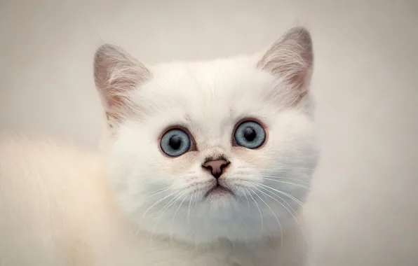 Cat, white, look, pose, kitty, portrait, surprise, baby