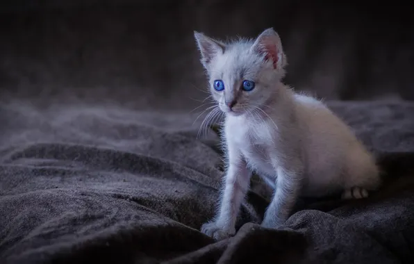 Baby, kitty, blue eyes