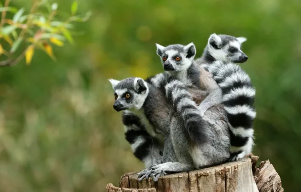 Look, nature, green, background, together, stump, three, lemur