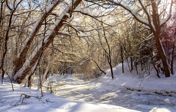 Ice, winter, forest, the sun, snow, trees, branches, stream