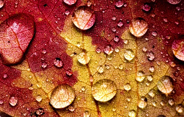 Autumn, water, drops, macro, yellow, nature, sheet, veins