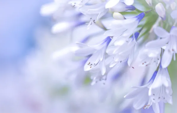 Picture macro, blue, Agapanthus