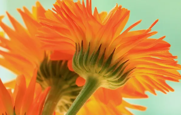 Macro, orange, calendula