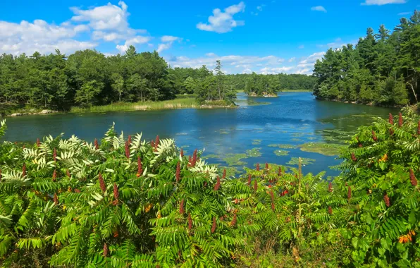 The sky, clouds, trees, flowers, river
