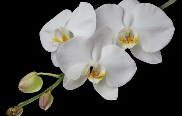 Picture white, branches, Orchid