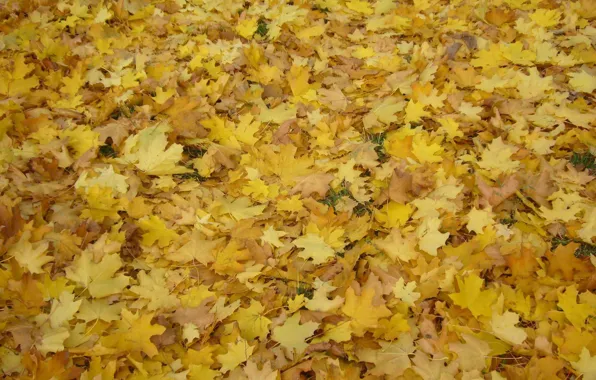 Autumn, leaves, Park
