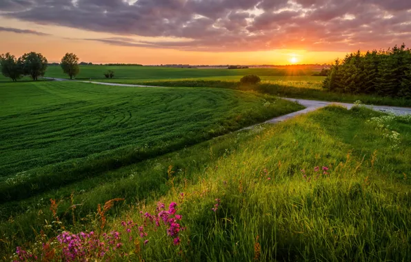 Road, field, summer, landscape, sunset