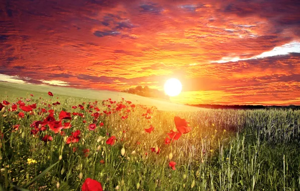 Picture flowers, red, field, Maki, the sun, the sky, grass, clouds, sunset