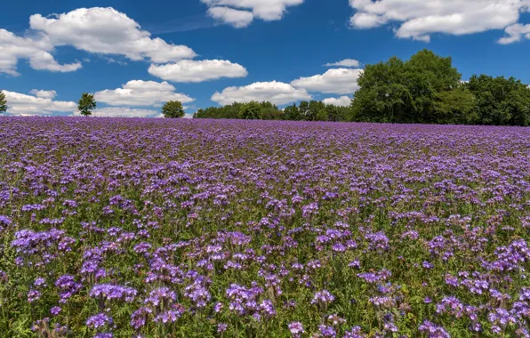 Field, summer, clouds, trees, flowers, blue, meadow, a lot