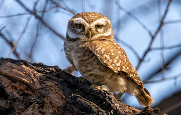 Look, light, owl, bird, stump, portrait, owl, sychik