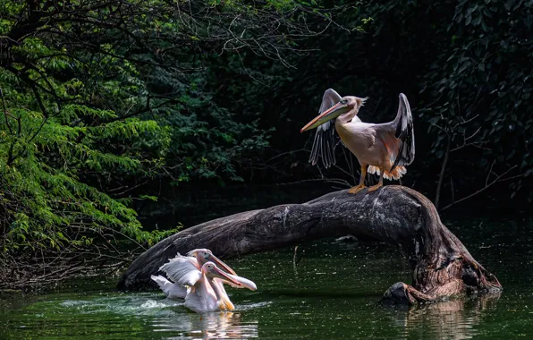 Picture forest, branches, bird, snag, pond, Pelican
