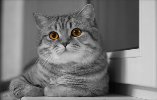 Cat, eyes, cat, muzzle, monochrome, Scottish straight, Scottish straight cat