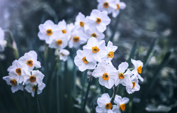Flowers, spring, garden, white, flowerbed, blur, daffodils, bokeh