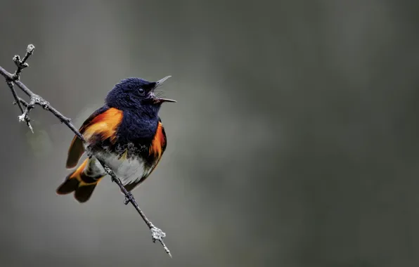Picture bird, branch, bird, American Redstart