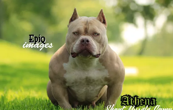 Bully Snow Dog Wallpaper | Free Download Bully Snow Dog Wall… | Flickr