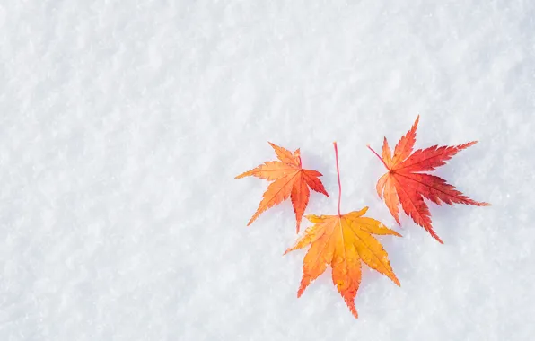 Winter, autumn, leaves, snow, maple, winter, background, autumn