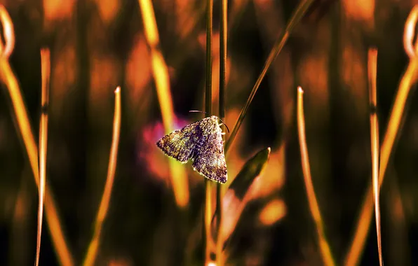 Picture macro, butterfly, stem, bokeh