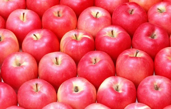 A lot, apples, ripe