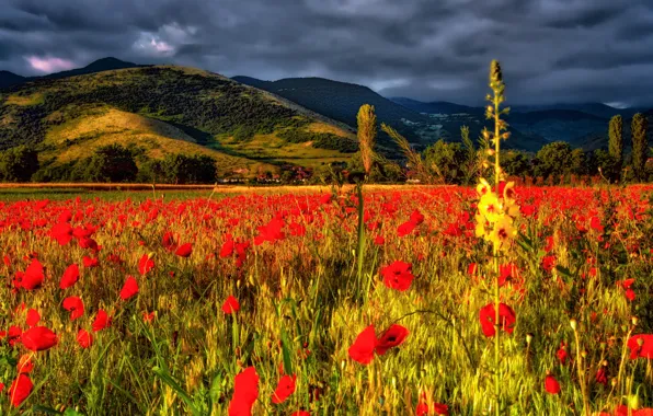 Picture field, flowers, mountains, Maki, Bulgaria