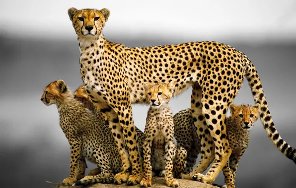 Cat, family, kittens, Cheetah