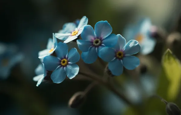 Flowers, spring, blue, wildflowers, forget-me-nots, AI art, neural network