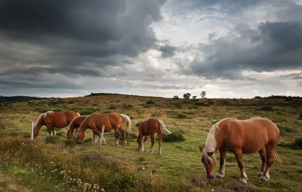 Summer, the sky, clouds, overcast, horses, horse, pasture, the herd