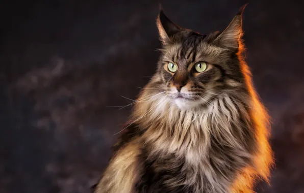 Picture cat, look, light, background, Cat, Maine Coon