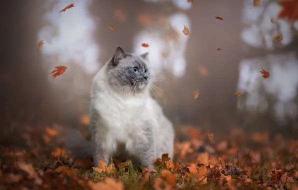 Autumn, cat, cat, look, leaves, nature, Park, foliage