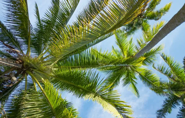 Summer, the sky, the sun, palm trees, summer, beach, paradise, palms